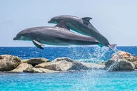 Destin Dolphin Watching Adventure thumbnail 1