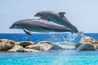 Destin Dolphin Watching Adventure