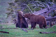 Yellowstone Private Guided Tour thumbnail 4