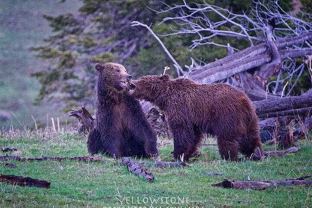 Yellowstone Private Guided Tour - Image 4