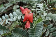 Maui Reforestation and Polynesian Agriculture Tour thumbnail 5