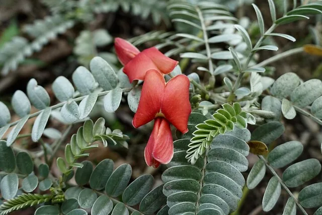 Maui Reforestation and Polynesian Agriculture Tour - Image 5