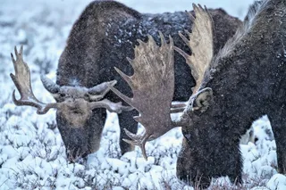 Jackson Wildlife Safari and Elk Refuge Sleigh Ride
