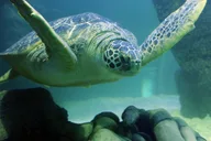San Antonio SEA LIFE Aquarium and LEGOLAND Discovery Center thumbnail 6
