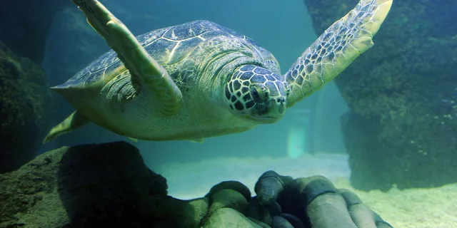 San Antonio SEA LIFE Aquarium and LEGOLAND Discovery Center - Image 6