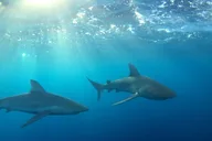 Oahu Shark-Dive Tour North Shore 2 hr thumbnail 2