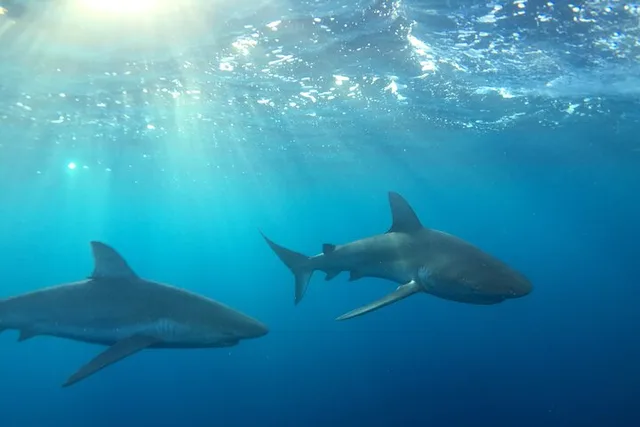Oahu Shark-Dive Tour North Shore 2 hr - Image 2