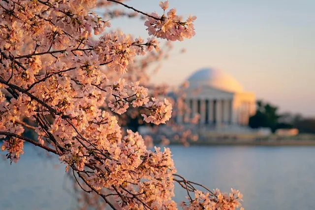 Chicago to Washington D.C. Cherry Blossom Tour - Image 1