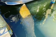 Fort Myers Beach Dolphin Tiki Cruise thumbnail 6
