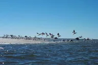 Everglades Motorboat Eco Tour thumbnail 6