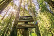 San Francisco Muir Woods and Sausalito Tour thumbnail 6