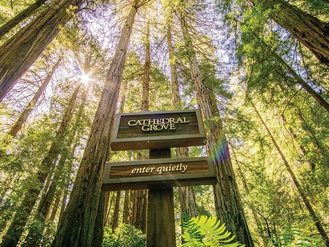 San Francisco Muir Woods and Sausalito Tour - Image 6