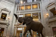 Washington DC Natural History Museum Guided Tour thumbnail 3