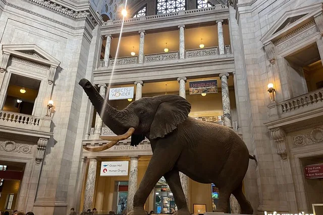 Washington DC Natural History Museum Guided Tour - Image 3