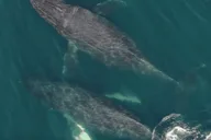 Hoonah Whale Watching and Drone Experience thumbnail 6