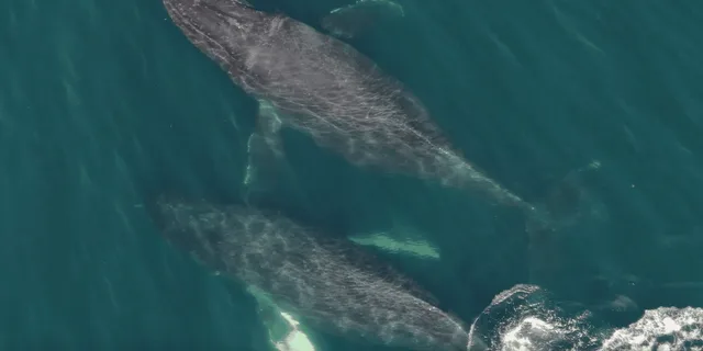 Hoonah Whale Watching and Drone Experience - Image 6