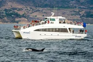 Long Beach Whale Watching Cruise thumbnail 1