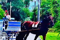 Saint Augustine Horse-Drawn Carriage Tour thumbnail 5