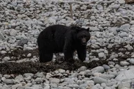 Ketchikan Whales and Wildlife Excursion thumbnail 4