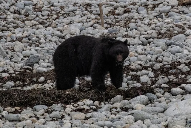 Ketchikan Whales and Wildlife Excursion - Image 4