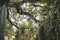 New Orleans Rebirth & Life After Katrina Tour thumbnail 6