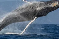 Lahaina Golden Hour Sail and Whale Watch thumbnail 5