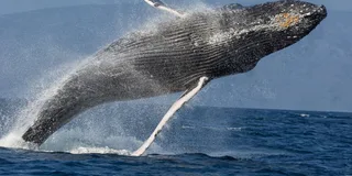 Lahaina Whale Watching Catamaran Tour 2 hr