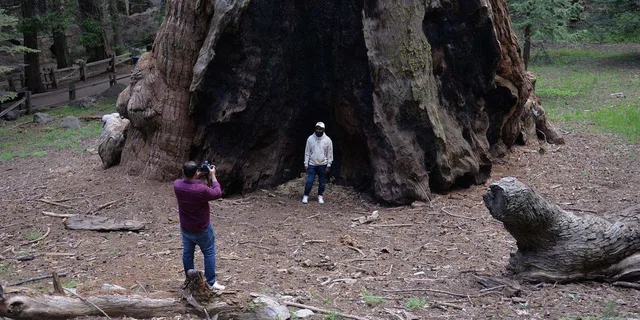 Los Angeles Sequoia and Kings Canyon Private Day Tour - Image 3