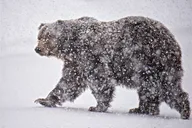 Grand Teton Winter Wildlife Tour thumbnail 5