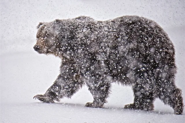 Grand Teton Winter Wildlife Tour - Image 5