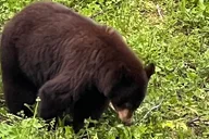 Juneau Gold Panning and City Tour thumbnail 5