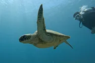 Honolulu Introductory Scuba Diving for Beginners thumbnail 1