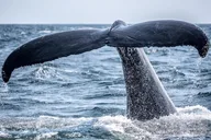 Waikiki Whale Watching 2-Hour Tour thumbnail 4