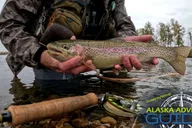 Anchorage Fly-Fishing Tour with Hotel Pickup 8 hr thumbnail 2