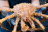 Ketchikan Bering Sea Crab Fisherman's Tour 3 hr thumbnail 4
