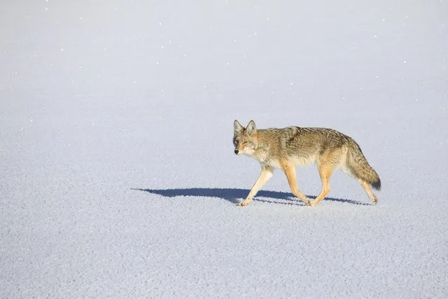 Jackson Hole Wildlife Safari Tour - Image 2