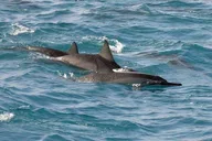 Kailua-Kona Snorkel & Dolphin Watch Catamaran Tour thumbnail 4