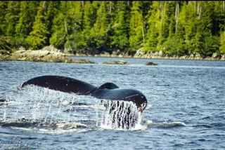 Ketchikan Sightseeing & Wildlife Boat Tour