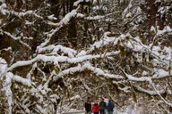 Seattle Longmire Winter Day Tour on Mount Rainier thumbnail 3