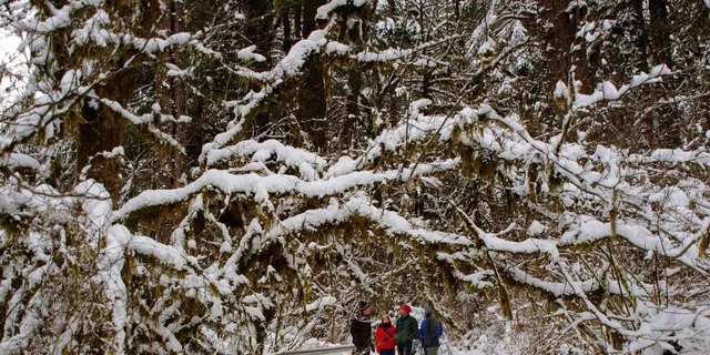 Seattle Longmire Winter Day Tour on Mount Rainier - Image 3