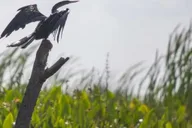 New Orleans Swamp Eco Tour with Local Guide 2 hr thumbnail 4