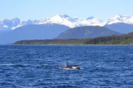 Icy Strait Whale & Wildlife Tour thumbnail 6