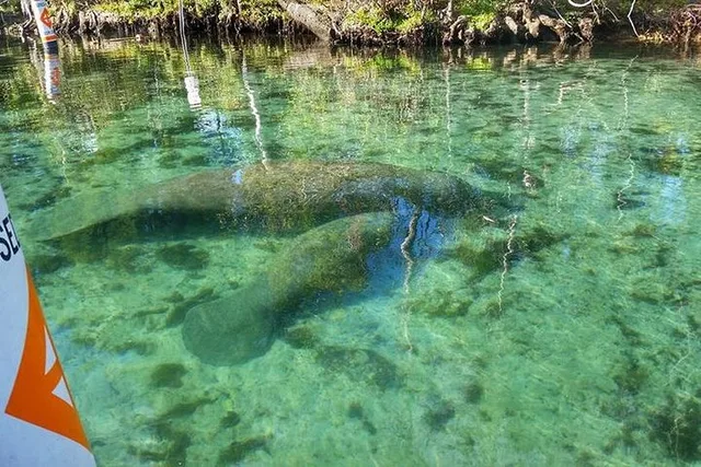 Crystal River Manatee Swim with Divemaster - Image 6