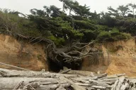 Olympic National Park Private Tour and Hike thumbnail 5
