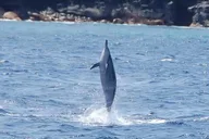Kailua-Kona Marine Life and Snorkel Tour thumbnail 3