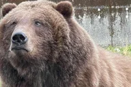 Sitka Private Land and Bear Tour thumbnail 2