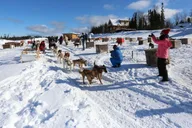 Fairbanks Winter City Tour and Dog Sledding thumbnail 6