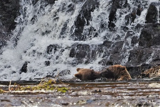 Juneau Brown Bear Viewing at Waterfall Creek - Image 4
