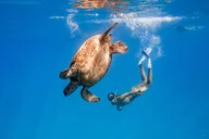 Honolulu Snorkel Tour at Turtle Canyon 90 min thumbnail 2
