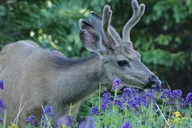 Estes Park Rocky Mountain National Park Tour thumbnail 5